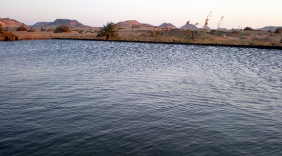 Wasser und Wüste in Bahariya